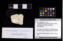Foto (Objekt + Etikett) von Cracensigillatus acutirostris (Moericke, 1889)  (NHMW-GEO-2017-0089-0022)
